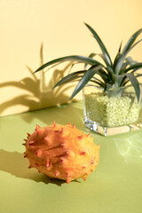 Dragon fruit, pitahaya, close-up on two color paper background. Pale golden yellow and light green, mint green colors. Exotic succulent plant in glass jar with deco sand. .