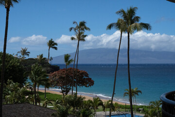 trees on the beach