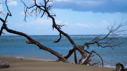 dead tree on the beach