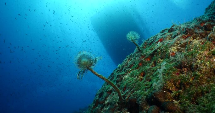 tubeworm scenery underwater open wings and collecting particles in water fan worm ocean scenery with fish school around