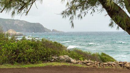 beach with palm trees and sea