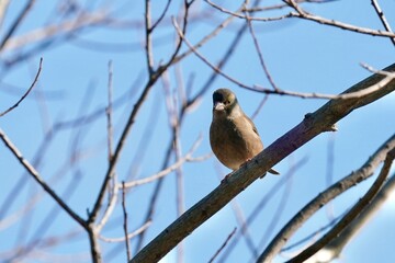 oriental greenfinch in the forest