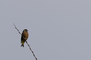 oriental greenfinch in the forest