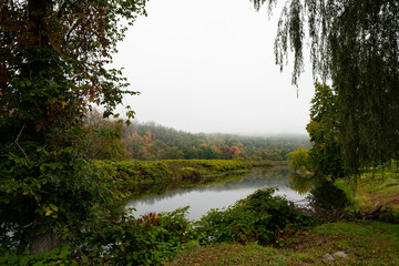 morning in the forest