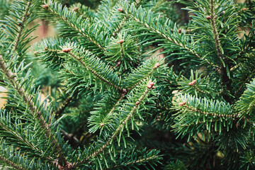 Caucasian fir tree branches closeup - Abies nordmanniana cultivated in the garden