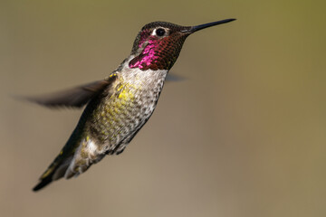 Fototapeta premium Hummingbird Flying in Flight