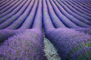 Naklejka na ściany i meble Lavender field in Valensol, France.