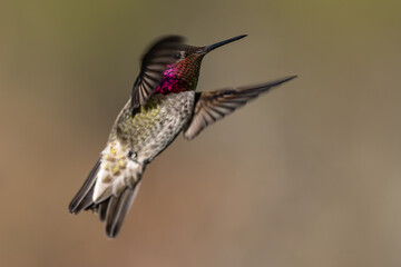 Fototapeta premium Hummingbird Flying in Flight