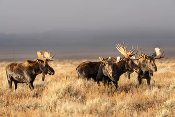 Fotobehang Een kudde elanden, mannetjes, © Mark