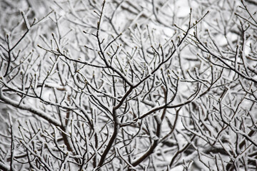 branches of a tree in winter, fresh snow branch texture
