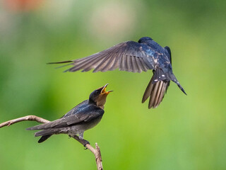 black capped kingfisher