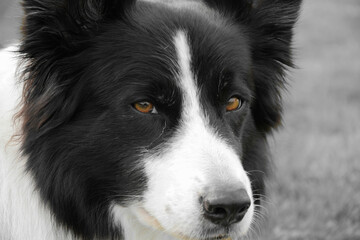Border Collie with calm look
