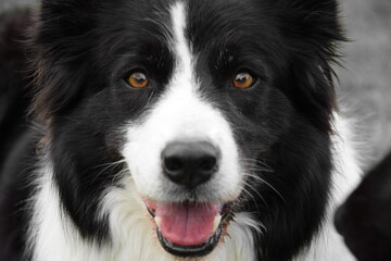 Excited face of Border Collie dog