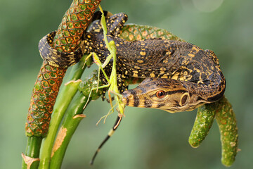 A young salvator monitor lizard preying on a green praying mantis. This reptile has the scientific name Varanus salvator. 