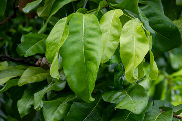Fototapeta na wymiar Gayam (Inocarpus fagiferus) leaves, known as Otaheite chestnuts, Polynesian chestnuts, or Tahiti chestnuts