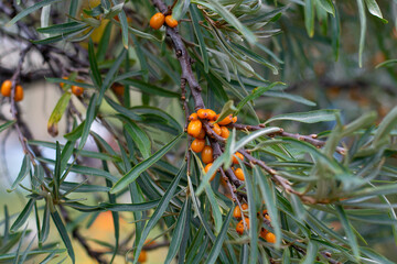 Fototapeta premium Branch of sea buckthorn with bright ripe berries.