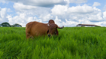 a cow eating in the pasture on a farm - obrazy, fototapety, plakaty