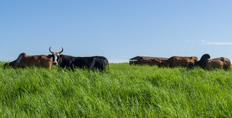 a cow eating in the pasture on a farm