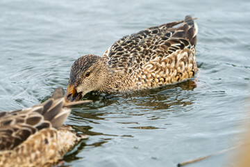 Mallard Duck