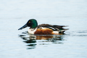 Mallard Duck