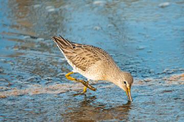 Short-Billed Dowitcher