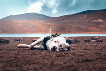 Perro blanco explorador recostado a la orilla de un lago en las montañas