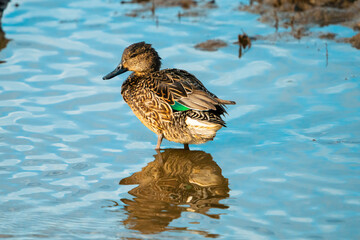 Green-Winged Teal Duck