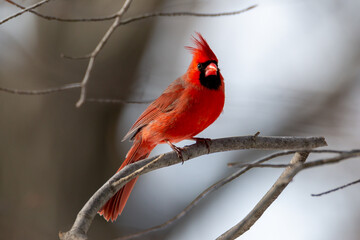 red cardinal on branch