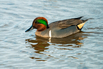 Green-Winged Teal Duck