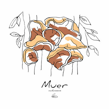 Vector isolated illustration with a drawing mushroom muer or Auricularia auricula judae, growing on trunk of a tree. The shape of mushroom is mushy, wavy. Concept of Asian food.