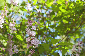 Delicate spring background with blooming lilacs. Lilac in the garden