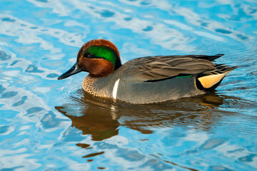 Green-Winged Teal Duck