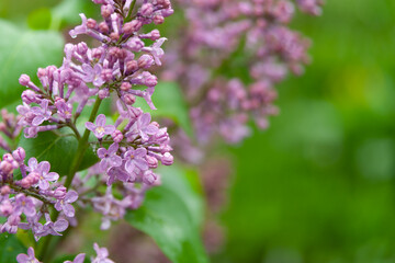 Delicate spring background with blooming lilacs. Lilac in the garden