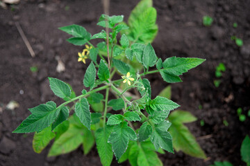 Young tomato plants in a greenhouse. Growing vegetables, organic farming.