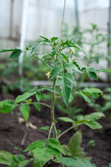 Young tomato plants in a greenhouse. Growing vegetables, organic farming.