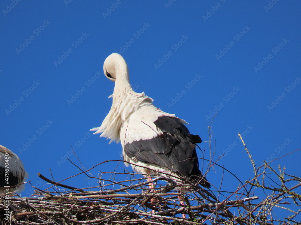 Wall mural Stork in nest high on top of leafless larch tree in early spring in the biggest white stork 'Ciconia ciconia' colony in the Baltic states - Matisi, Latvia 