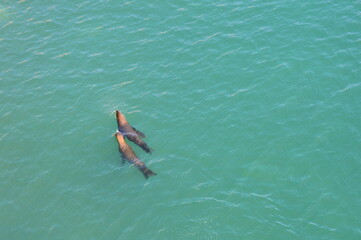 pareja de Lobos marinos, Trelew Chubut