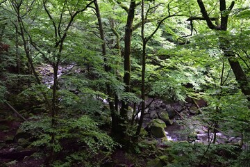 trekking around river and waterfall in summer