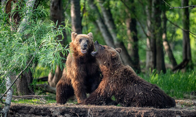 Two brown bears fight  in the forest. Kamchatka brown bear, Ursus Arctos Piscator. Natural habitat....