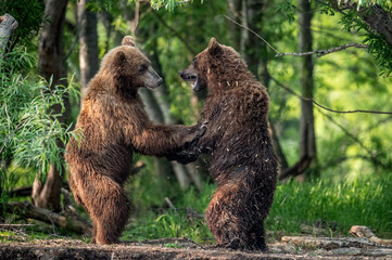 Two brown bears, standing on hind legs, fight in the summer forest. Kamchatka brown bear, Ursus...
