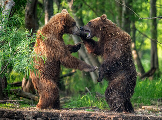 Two brown bears, standing on hind legs, fight in the summer forest. Kamchatka brown bear, Ursus Arctos Piscator. Natural habitat. Kamchatka, Russia - 479671056