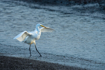 White Egret