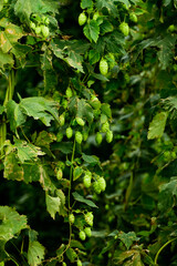 cultivation of hops on a farm in belgium hops are used in the brewing of beer