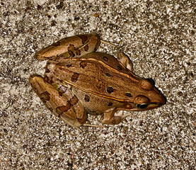 Leopard Frog on concrete in Southeast Texas