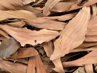 Closeup of a bed of dead leaves.