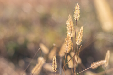 Golden grass growing in a field in the afternoon sun