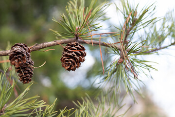 One pinecone hanging from the tree