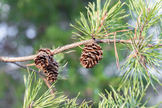 Three pinecones hanging from an evergreen branch