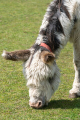 Obraz premium Close-up of donkey in animal sanctuary in Isle of Wight, United Kingdom