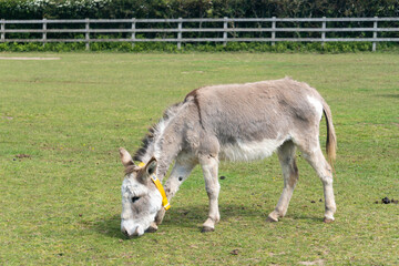 Naklejka na ściany i meble Donkey eating grass in animal sanctuary in Isle of Wight, United Kingdom